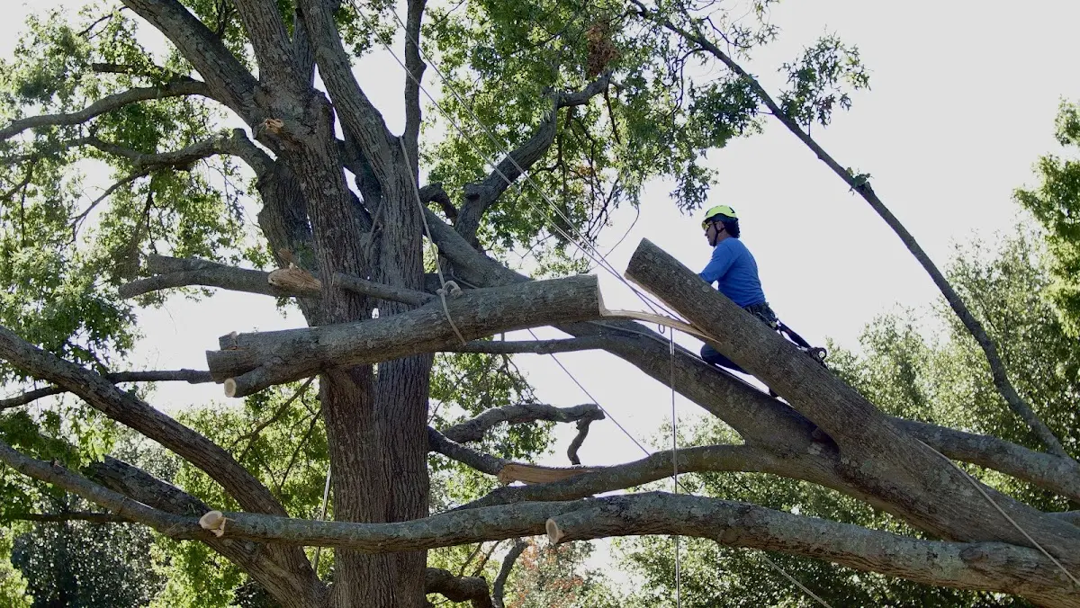 Professional Hazardous Tree Removal performed by certified arborists in Griffithville